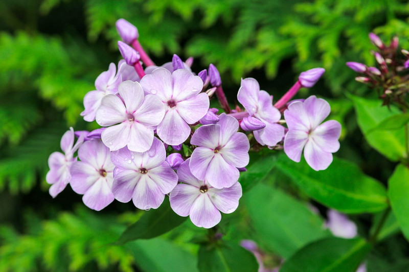 phlox-Flox Bloemen-Tuin-Groententuin-Bloeien-Bloem